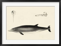 Framed Antique Dolphin Study I