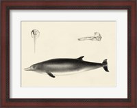 Framed Antique Dolphin Study I