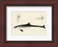 Framed Antique Dolphin Study II