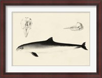Framed Antique Dolphin Study II