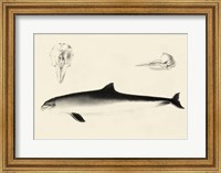Framed Antique Dolphin Study II