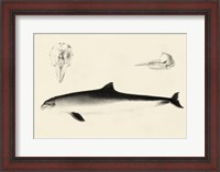 Framed Antique Dolphin Study II