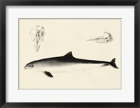 Framed Antique Dolphin Study II