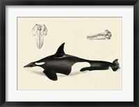 Framed Antique Whale Study I