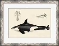 Framed Antique Whale Study I