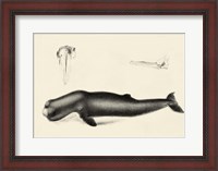Framed Antique Whale Study II