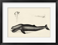 Framed Antique Whale Study II