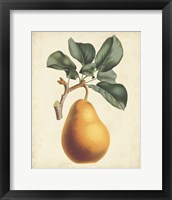 Framed 'Antique Pear Botanical I' border=