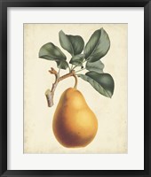 Framed 'Antique Pear Botanical I' border=