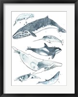 Cetacea I Framed Print