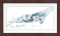 Framed Cetacea Gray Whale