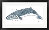 Framed Cetacea Sei Whale