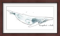 Framed Cetacea Humpback