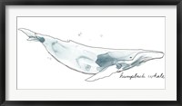Framed Cetacea Humpback