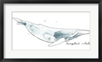 Framed Cetacea Humpback