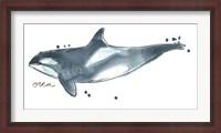 Framed Cetacea Orca Whale