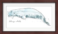 Framed Cetacea Beluga Whale