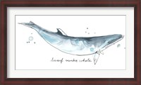 Framed Cetacea Dwarf Minke Whale
