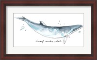Framed Cetacea Dwarf Minke Whale