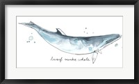 Framed Cetacea Dwarf Minke Whale