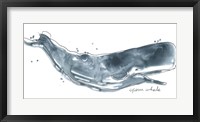 Framed Cetacea Sperm Whale