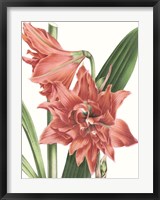 Framed Floral Beauty VII