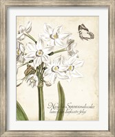Framed Narcissus Botanique I