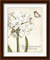 Framed Narcissus Botanique I
