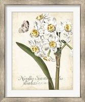 Framed Narcissus Botanique II