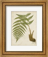 Framed Fern Trio III