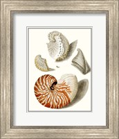 Framed Collected Shells I