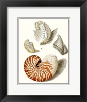 Framed Collected Shells I