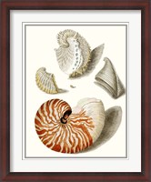 Framed Collected Shells I