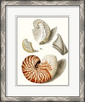 Framed Collected Shells I