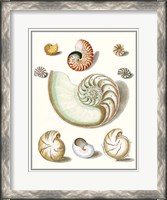 Framed Collected Shells II