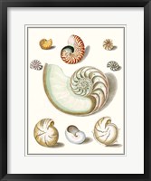 Framed Collected Shells II