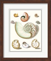 Framed Collected Shells II