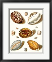 Framed Collected Shells III