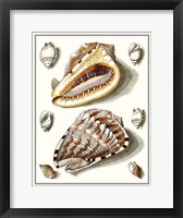 Collected Shells IV Framed Print