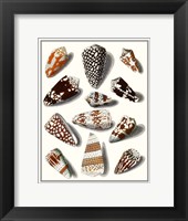 Framed Collected Shells V