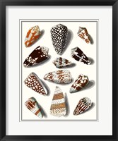 Framed Collected Shells V
