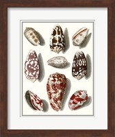 Framed Collected Shells VI