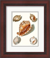 Framed Collected Shells VII