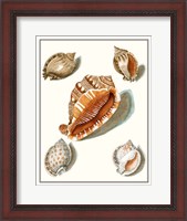 Framed Collected Shells VII