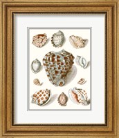 Framed Collected Shells VIII