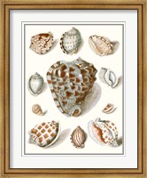 Framed Collected Shells VIII