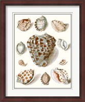 Framed Collected Shells VIII