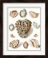 Framed Collected Shells VIII