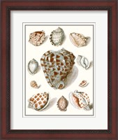 Framed Collected Shells VIII