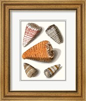 Framed Collected Shells IX